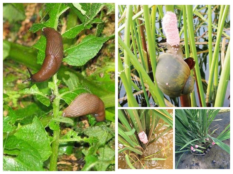 70% Tea Saponins Powder as Excellent Aquaculture Inputs Shrimp Ponds Input